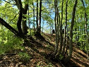 24 Verso la Cima di Musdchiada bella alta faggeta